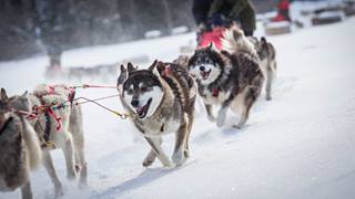 Dogsledding