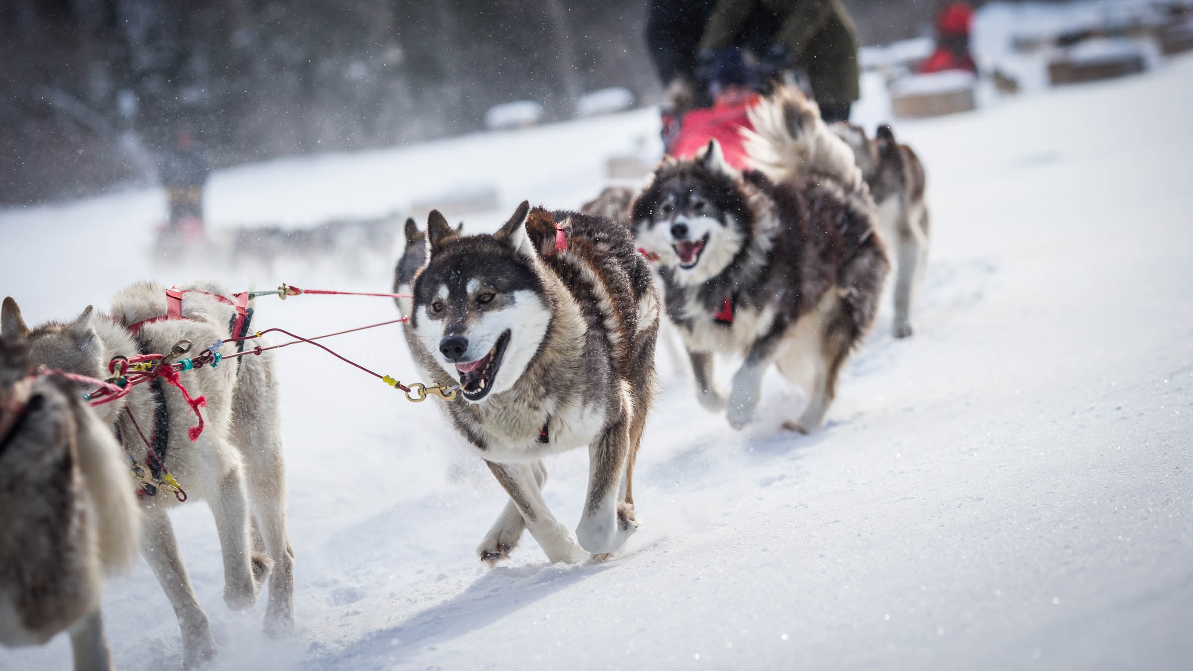 Dog Sledding Tremblant
