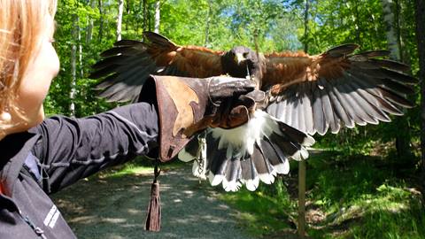 Apprentice Falconer