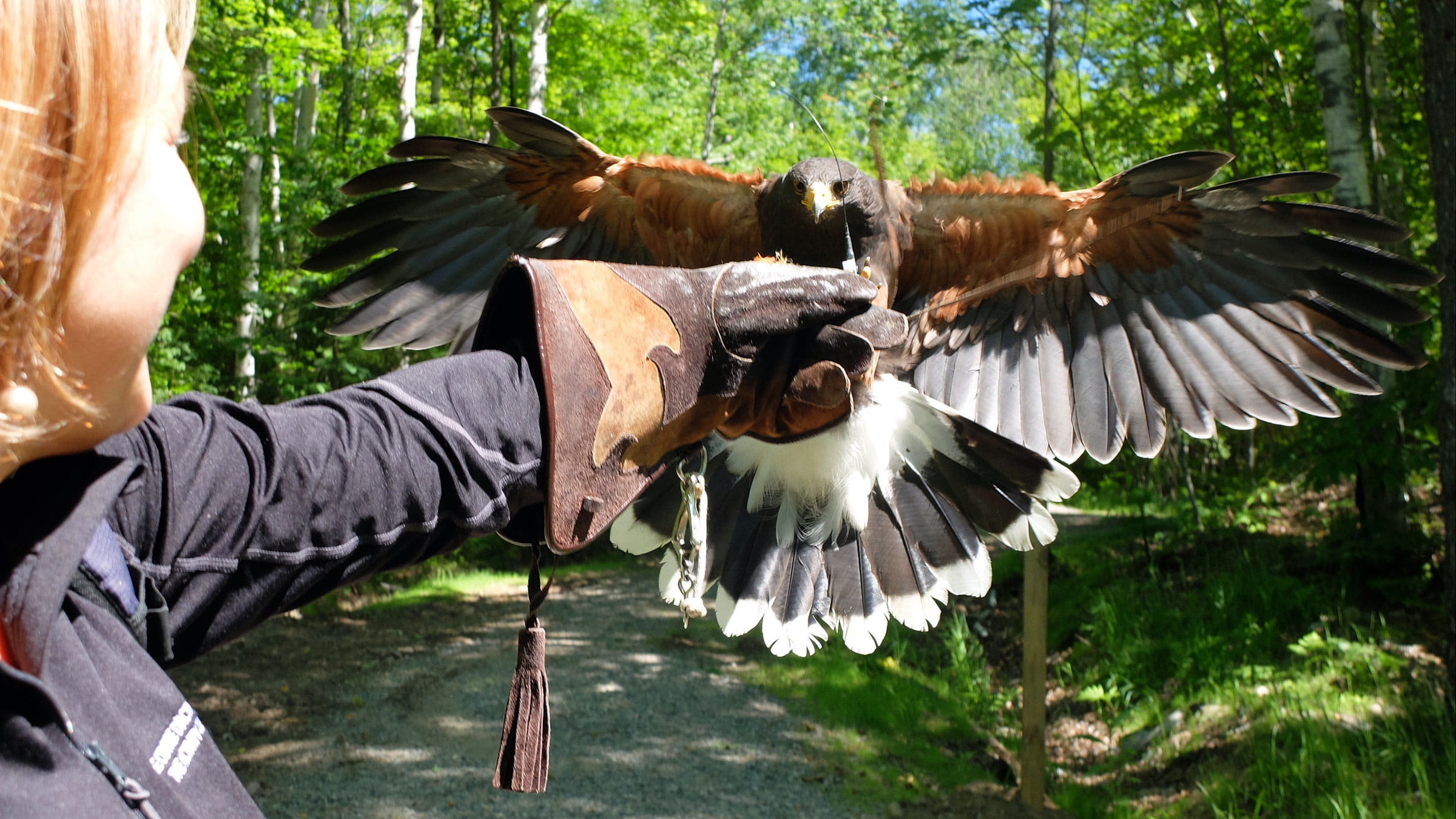 Falconry Experience Tremblant