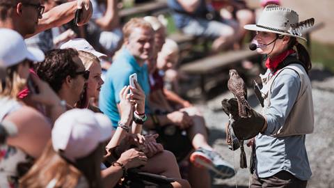Birds of Prey Show