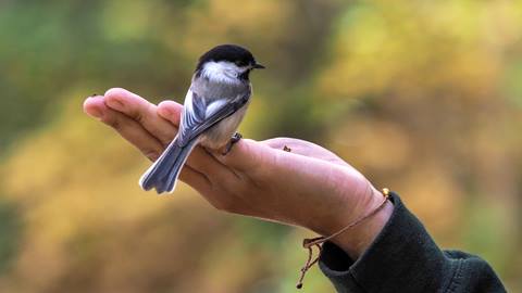 Initiation à l’ornithologie
