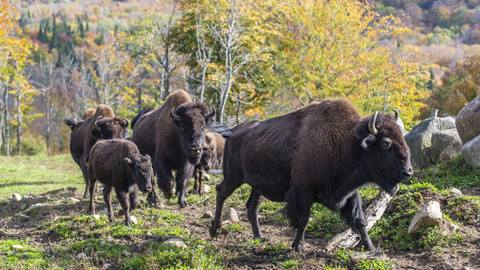 visite de bisons