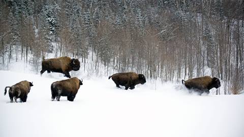 visite de bisons