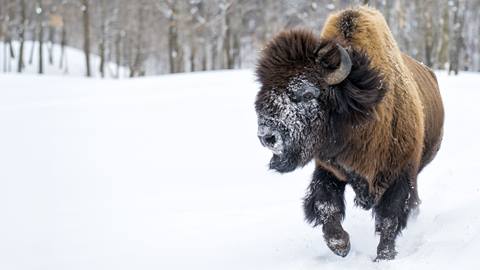 visite de bisons