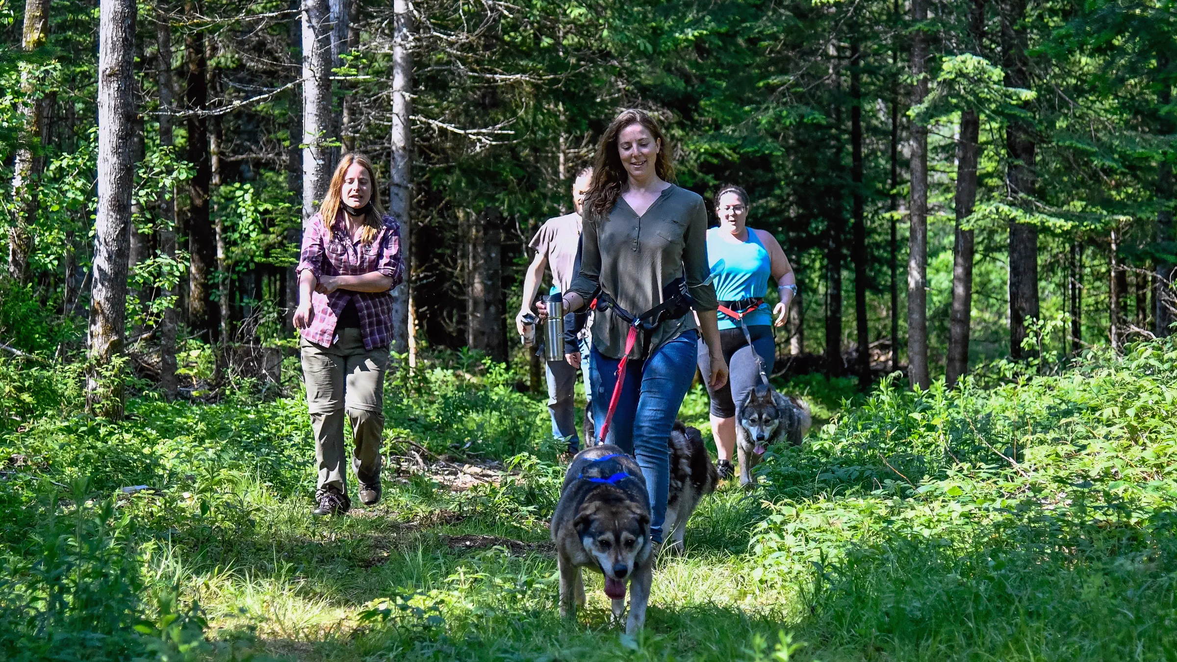 Forest Dog Friendly Trail Near Me Dog Friendly Good Place To Walk