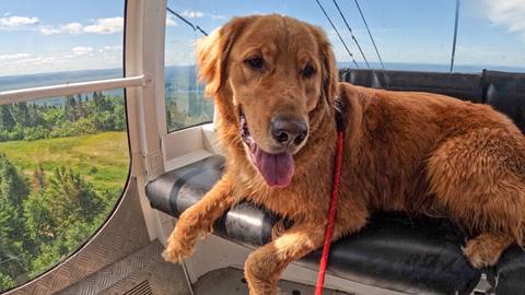 Explorez Tremblant avec votre chien
