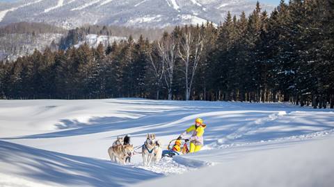 Dogsledding at Tremblant