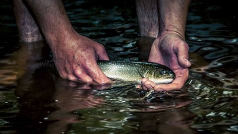 Hands holding a fish in shallow water while practicing food foraging and fishing survival techniques during wilderness training in Tremblant