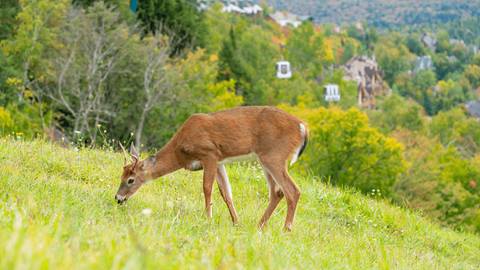 Découvrez la faune que vous pourrez rencontrer en explorant Tremblant